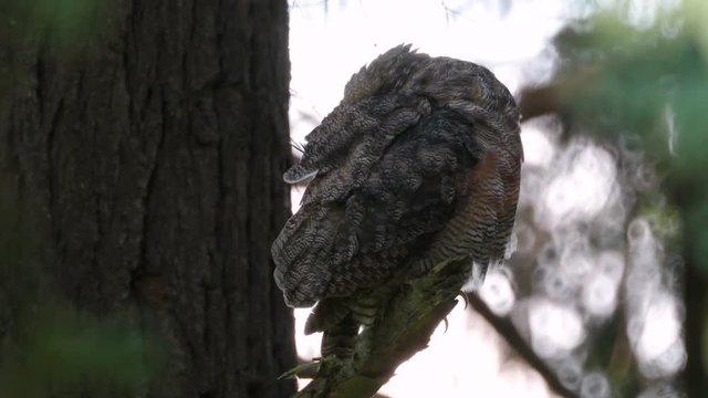A Great Horned Owl resting on a tree branch in the forest, cleaning itself and eating a feather.