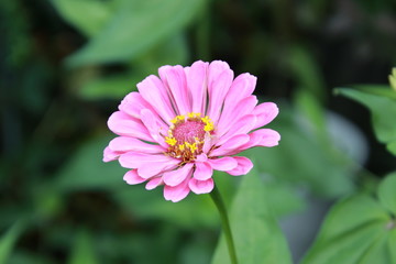 Fototapeta premium ジニア