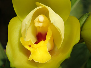 Yellow and Red  Exotic Orchid 