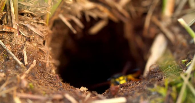 Wasps living underground, aspen hole.