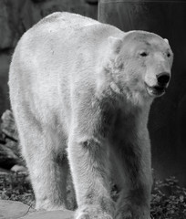 The polar bear (Ursus maritimus) is a bear native largely within the Arctic Circle encompassing the...