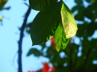 Hojas