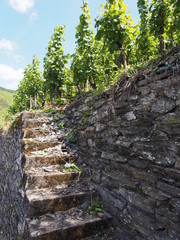 Bernkastel Kues - beliebtes Urlaubsziele an der Mosel - Weinberge