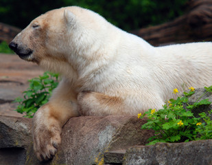 The polar bear (Ursus maritimus) is a bear native largely within the Arctic Circle encompassing the Arctic Ocean, its surrounding seas and surrounding land masses.