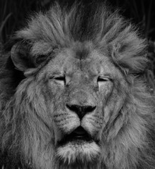 Male lion: Highly distinctive, the male lion is easily recognized by its mane, and its face is one of the most widely recognized animal symbols in human culture.  © Daniel Meunier