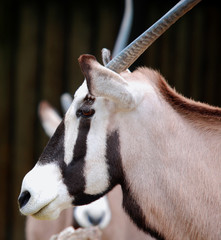 The East African oryx (Oryx beisa), also known as the beisa is a species of antelope from East...