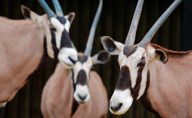 The East African oryx (Oryx beisa), also known as the beisa is a species of antelope from East...