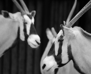 The East African oryx (Oryx beisa), also known as the beisa is a species of antelope from East...