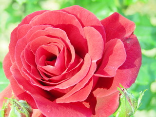MACRO DE UNA ROSA ROJA CON GRANDES PÉTALOS Y BOKEH, HERMOSO, FLORAL, PÉTALOS ROJOS, VERDE, NATURALEZA
