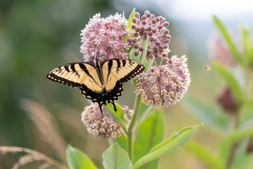 butterfly on flower