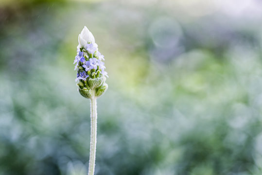 Close up of a lavender flower.