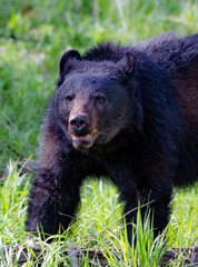 Bear in Cades Cove, Tennessee