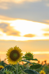 夕暮れ時のひまわり園　Sunflower garden at sunset　福岡県柳川市