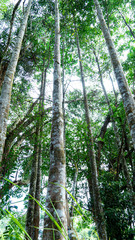 Fototapeta premium Agarwood tree in the plant,Perfume industry