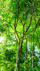 Agarwood tree in the plant