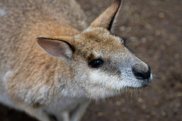 kangaroo in zoo