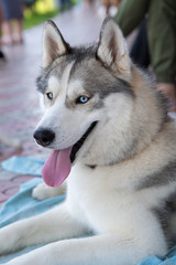 Fototapeta premium White siberian husky on the green meadow