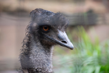emu