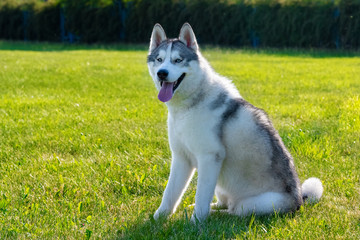 White siberian husky on the green meadow
