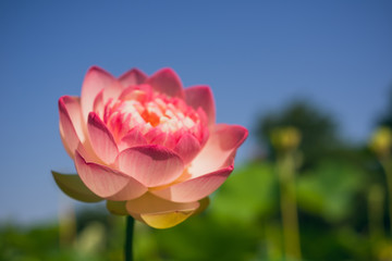 Fototapeta premium Large pink lotus flower, nelumbo nucifera.