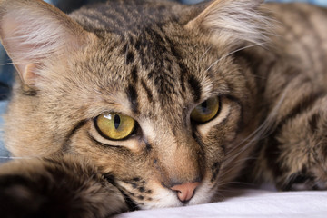 Tabby cat relaxing in bed