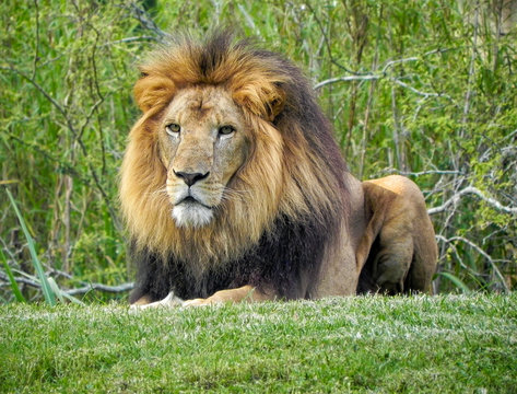 Thinking lion