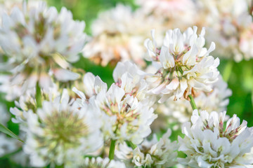 White clover aka Trifolium repens in grass on summer meadow. Shamrock flower