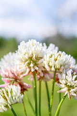 White clover aka Trifolium repens in grass on summer meadow. Shamrock flower