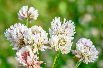 White clover aka Trifolium repens in grass on summer meadow. Shamrock flower