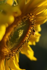 Sunflower and Bee