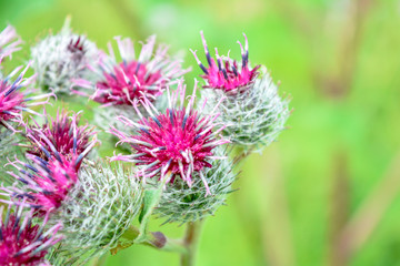 Wild flower Thistle or Marianum or Burdock - herbal plant used in medicine