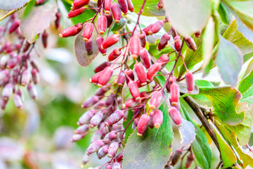 Obraz premium Ripe red berries of barberry on branch close-up. Fructiferous shrub of Berberis