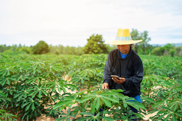 Smart woman farmer holding tablet standing in cassava field for checking her cassava field. Agriculture and smart farmer success concept