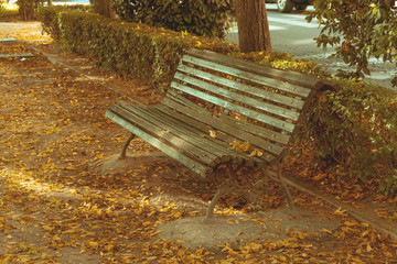 Old wooden bench in a park in autumn, surrounded by yellow leaves to use as wallpaper