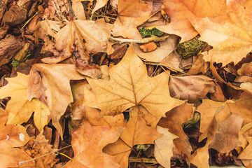 Brown Acer pseudoplatanus leaves fallen on the ground in autumn to use as wallpaper