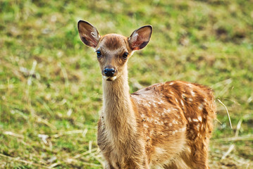 Damwild 