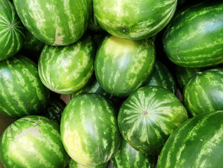 pile of fresh watermelon in the harvest season