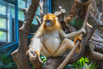 China's unique precious animals, Golden Snub-nosed Monkey/ Rhinopithecus roxellanae