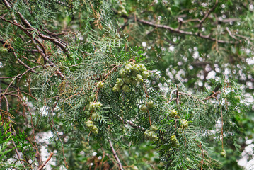 close-up of an evergreen thuja branch with seeds on a blurred background of green branches