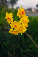 daffodils in garden