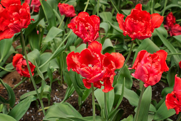 closeup of bright red fluffy tulips