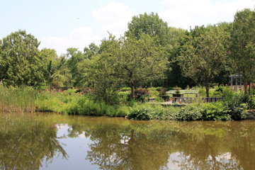 Fototapeta na wymiar Summer garden landscape with pond