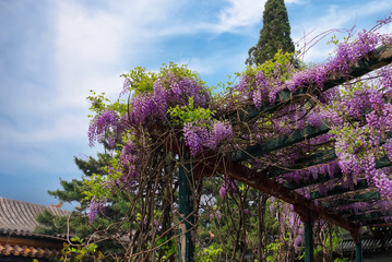 bright purple clusters of wisteria flowers in an oriental garden - Powered by Adobe