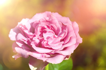 Close-up of pink rose blooming in garden