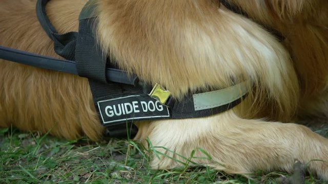 Guide dog with harness breathing after trainings outdoor, cynology closeup