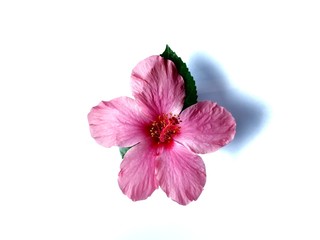 Pink carnation flower with green leaves with white background