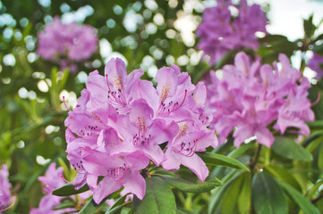 Rhododendron Blüte 
