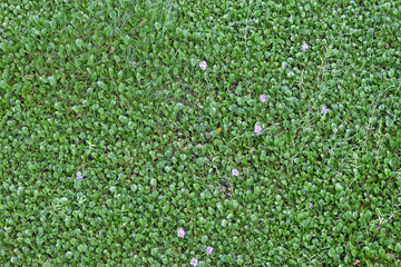Background of aquatic plants in the river