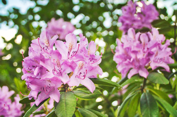 Rhododendron Blüte 