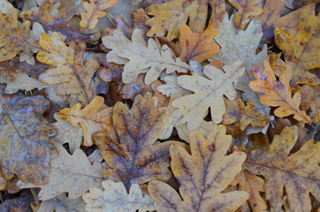 Fallen brown oak leaves in drops of dew.